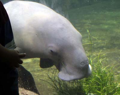 Quality of Life of a Dugong in SeaWorld Ancol Needs to be Maintained (30 January 2016)